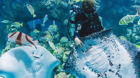 bookme cairns|cairns aquarium discount.